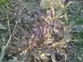 Rododendron