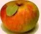 STAYMAN WINESAP