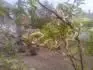 ltnutie listov broskyne