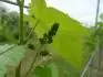 Dunaj vysaden r 2010 - prv krt nechvam rodu