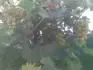 dozrievajci Prim na severnej strane od RD