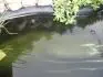 Rasa v jezirku po 8 dnech
