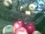 Jablk hraj farbami, listy zdrav. Chemick ochrana nuov, fungicdy u jablon nepouvam.