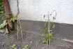 Co pro Clematis mohu udlat?