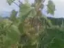 Prv roda novinky Frontenac Blanc