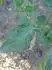 Vrch