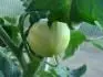 White Wonder