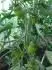 Russian Plum
