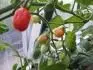 Cherry Roma m plody nejmen.