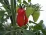 Mini San Marzano - jak kter plody, kadopdn zajmav zraje, napeskku.