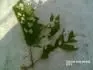listy ten v dob zrn ten