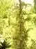 je to juniperus communis?