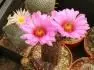 Echinocereus bristolii