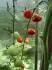 Tomatoberry