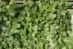 neopadav Bean - Hedera helix?
