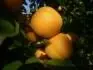 Sundrop (27.7. 2013)