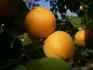 Sundrop (27.7. 2013)