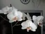 orchidej po odkvtu