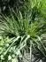 Eragrostis spectabilis