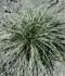 Carex II.