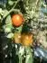Amazing Bosque Blue Tomato