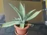 Aloe 1