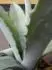 Aloe 3