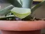 Aloe 4