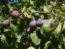 "Sudetonmeck bluma" (18.8. 2013)