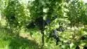 Pinotin 2013