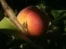 Vinegold (30.8. 2013)