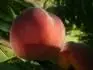 Vinegold (30.8. 2013)