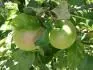 Granny Smith