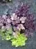 Heuchera...?