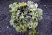 Heuchera - Heucherella - kultivar?