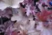 Heuchera 3. detail