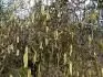 Corylus avellana Contorta