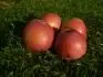 Kidds Orange (29.9. 2013)