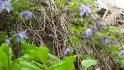Hamamelis a Clematis.