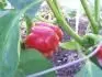 Paprika z Lidlu 17.8.