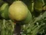 TituPear