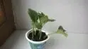 Nedorostl Sprintery