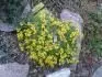 Draba