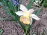 Narcis