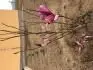 Utuzena a popraskana puda pod magnolii