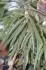 Ficus binnendijkii