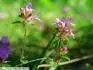 Thymus praecox