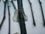 Tady se asi zan tvoit kalus?