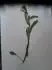 Rostlina