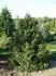 Daves garden